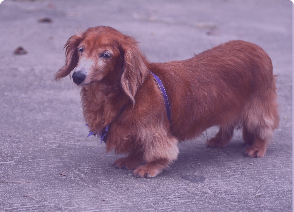 Perro salchicha de pelo largo de pie en la calle