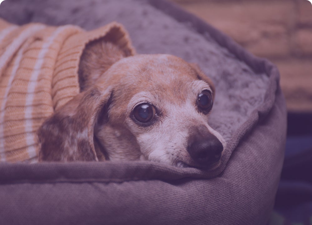 Perro senior despierto en su cama
