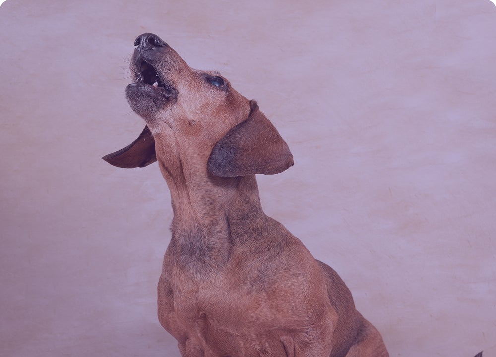 Perro salchicha ladrando hacia arriba