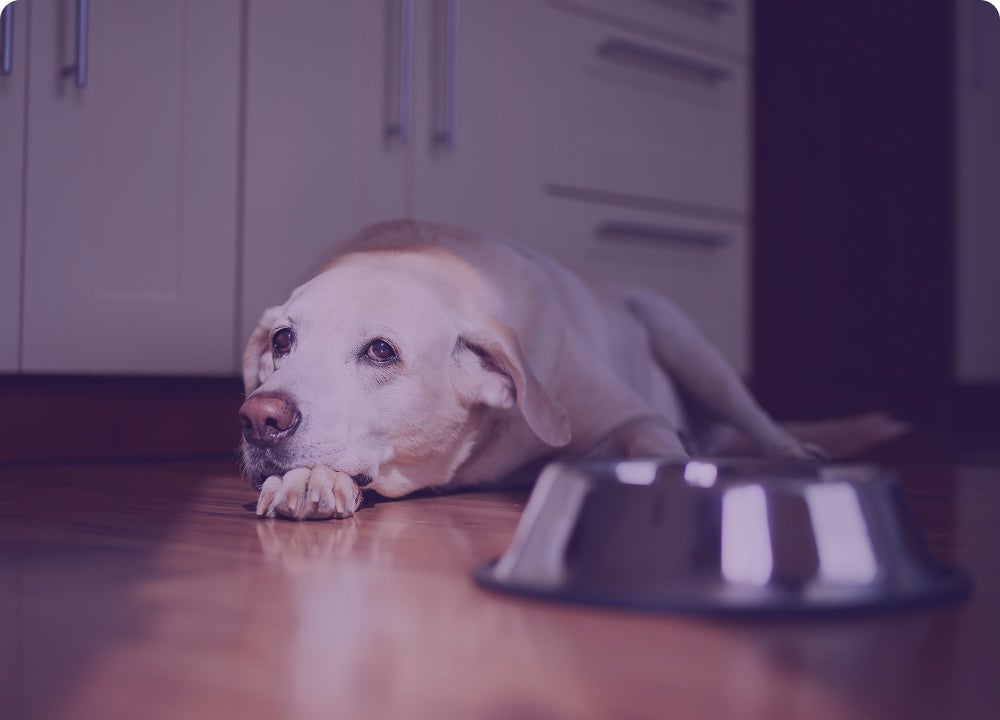 Perro senior acostado junto a su plato de comida