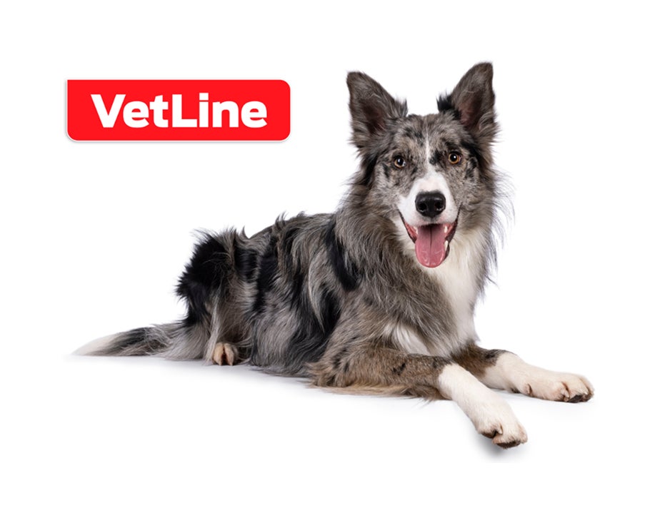 Perro sonriente acostado junto al logo de VetLine