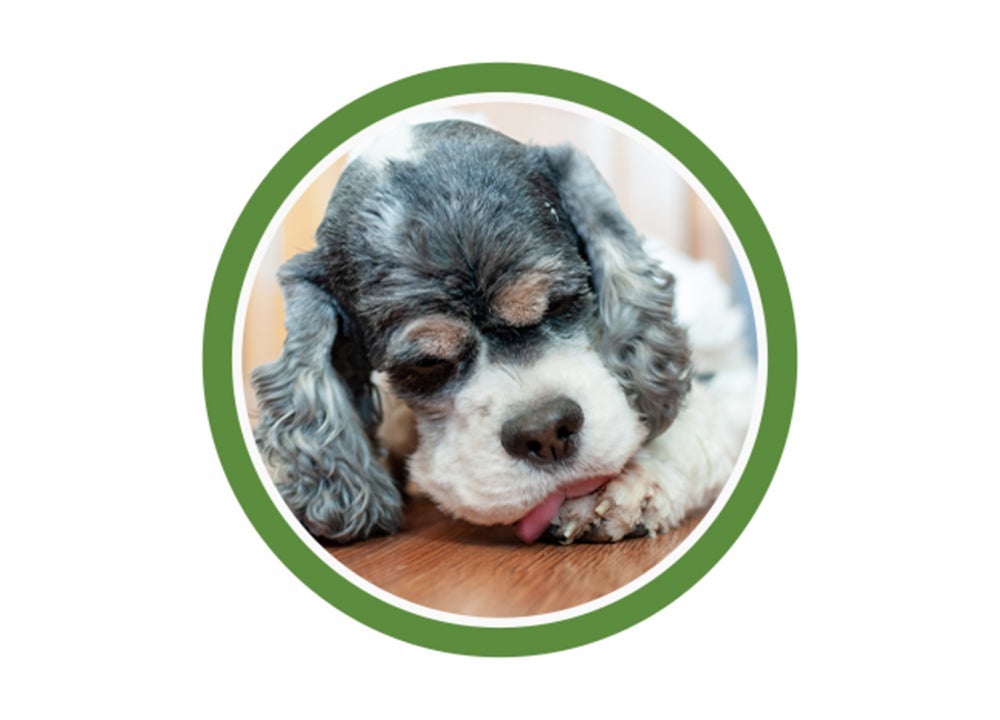 Perro cocker spaniel lamiéndose la pata