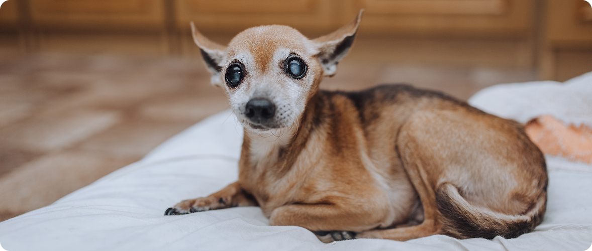Perro senior con cataratas en los ojos acostado en una cama