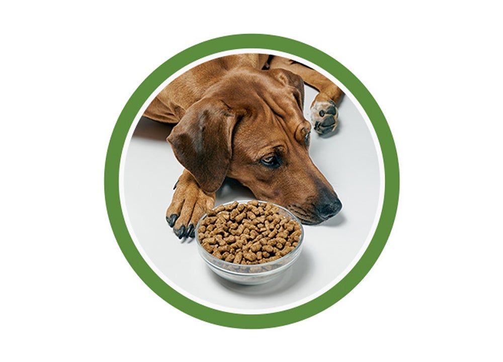 Perro acostado junto a un plato de croquetas sin comer