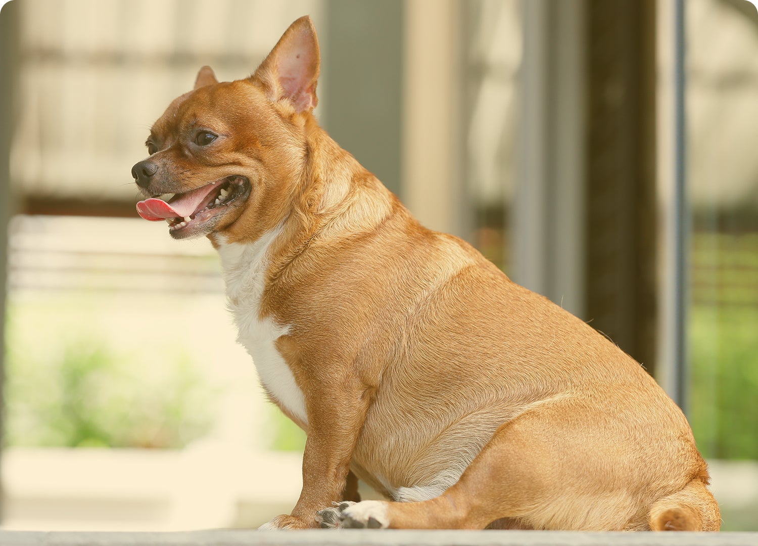 Perro de pelo corto sentado en una terraza