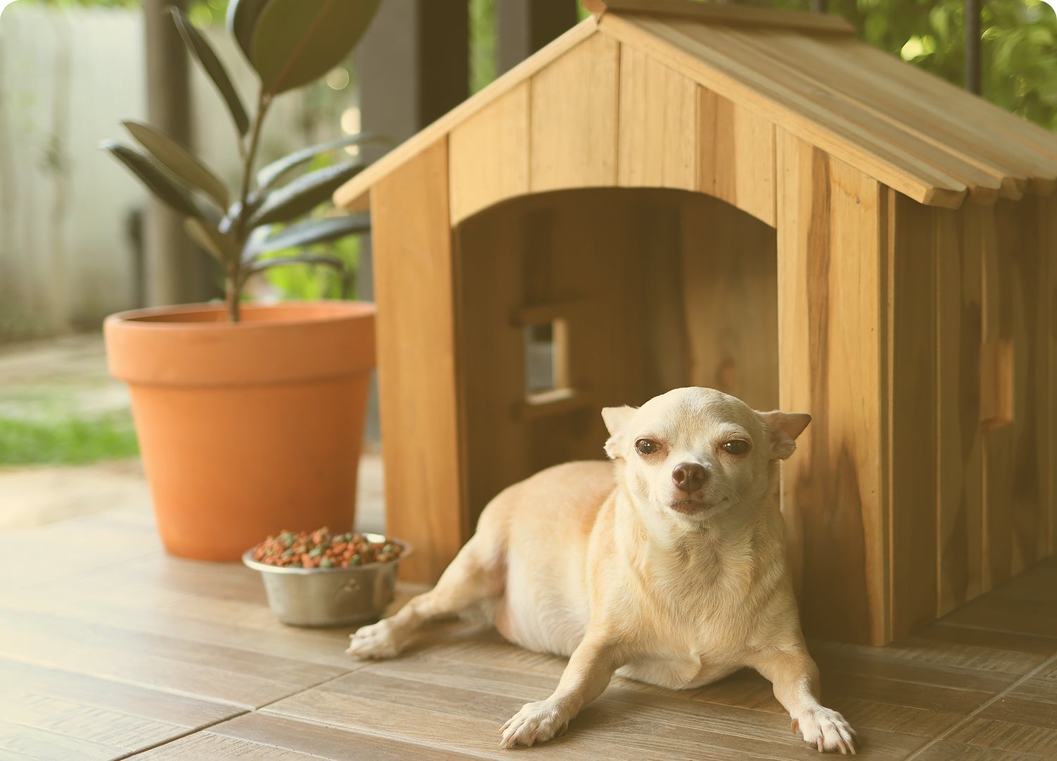 Perro chihuahua acostado frente a su casita junto a su plato