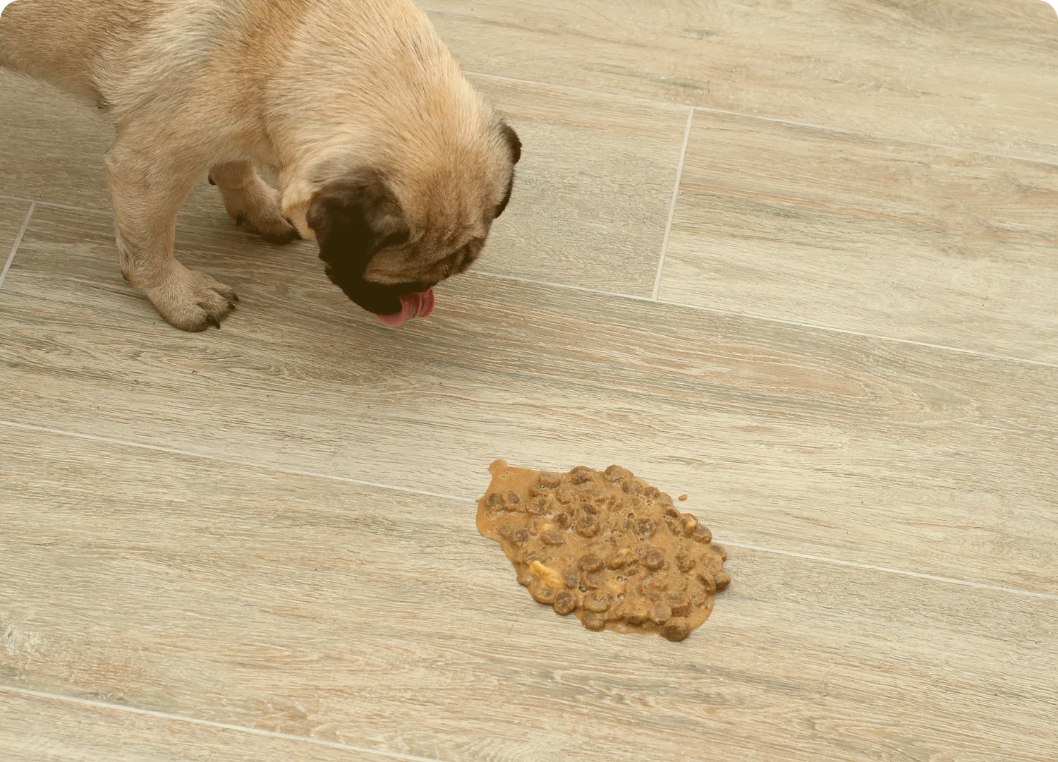 Perro pug olfateando comida en el piso