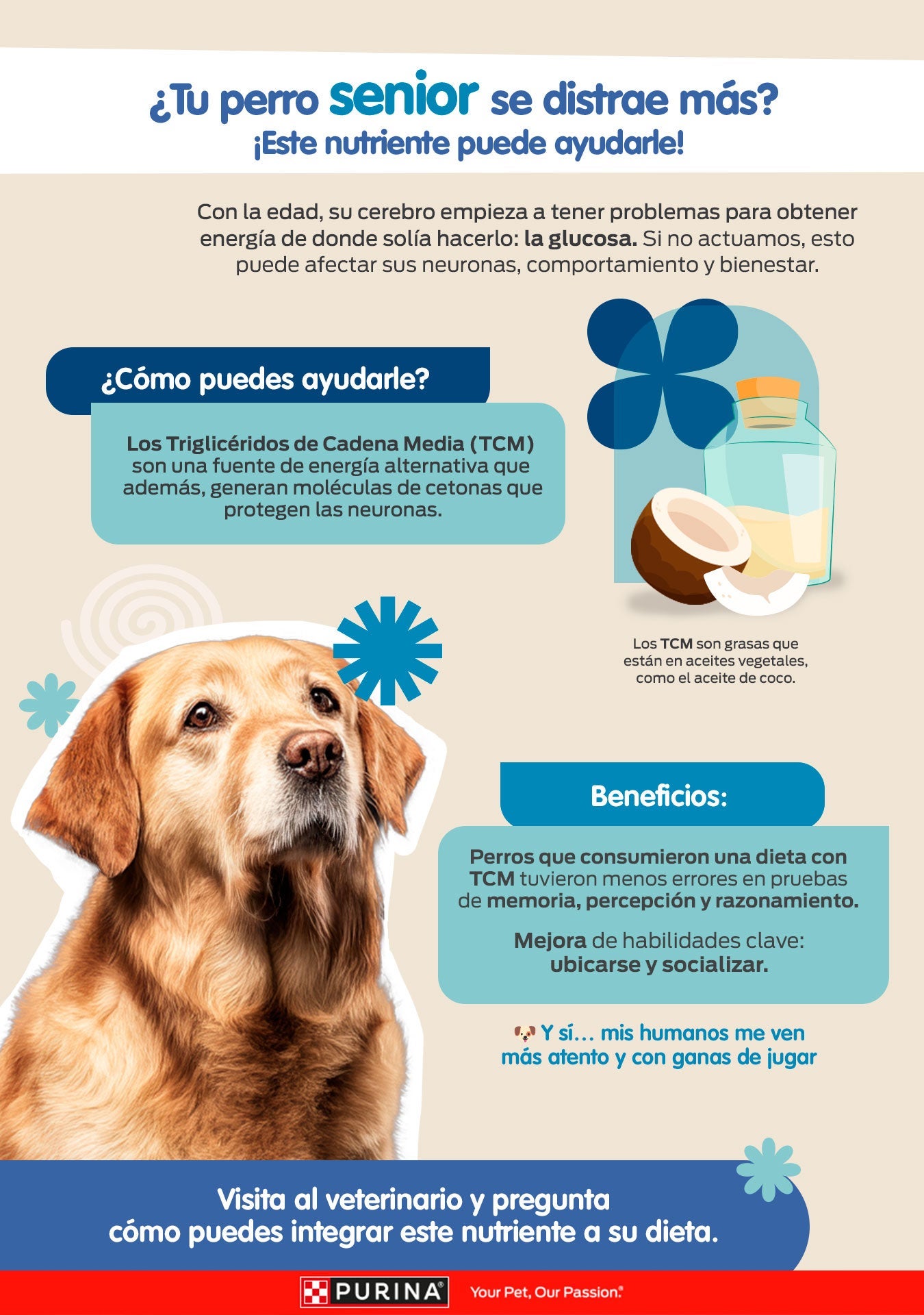 Infografía ¿Tu perro senior se distrae más?: los triglicéridos de cadena media (TCM) y sus beneficios