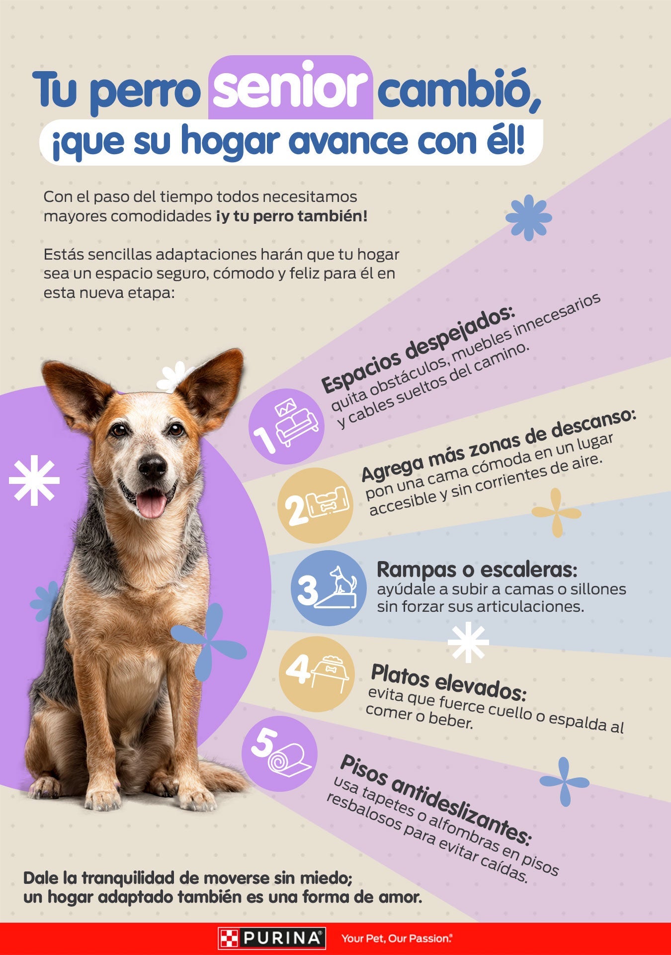 Infografía Tu perro senior cambió, ¡que su hogar avance con él!: cinco adaptaciones de la casa para su movilidad