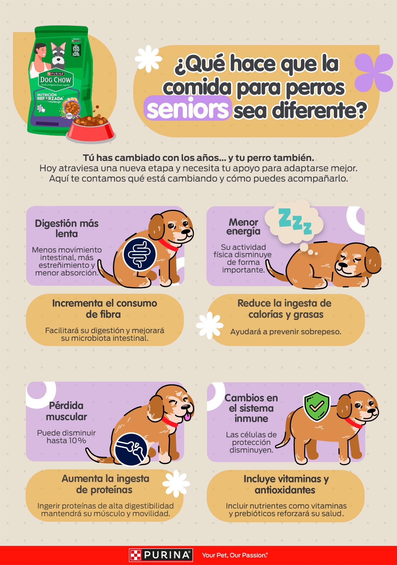 Infografía ¿Qué hace que la comida para perros seniors sea diferente?: cambios de su cuerpo y cómo apoyarlo con su alimentación