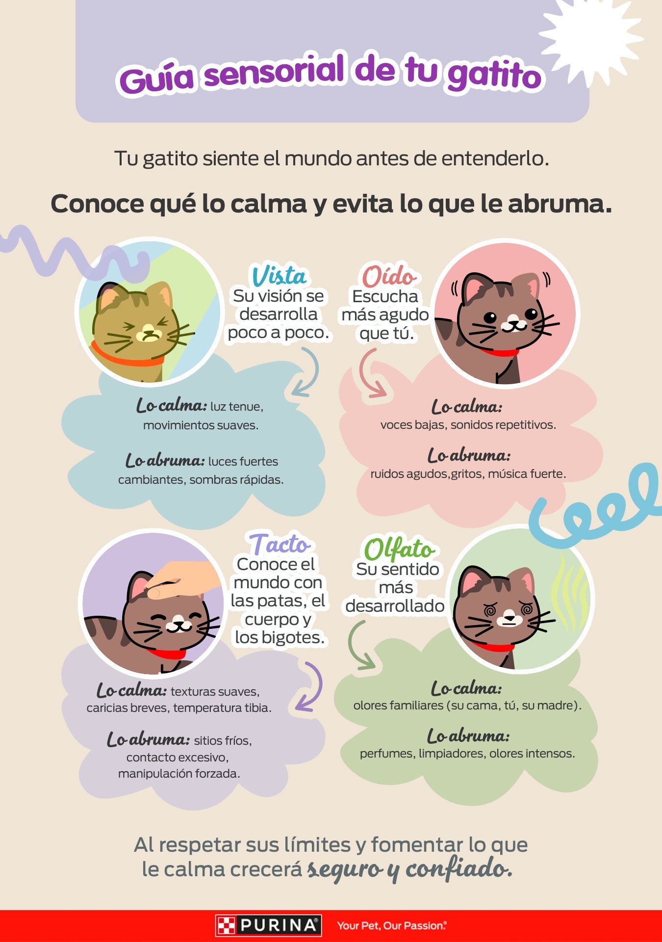 Infografía Guía sensorial de tu gatito: qué lo calma y qué lo abruma en la vista, el oído, el tacto y el olfato.
