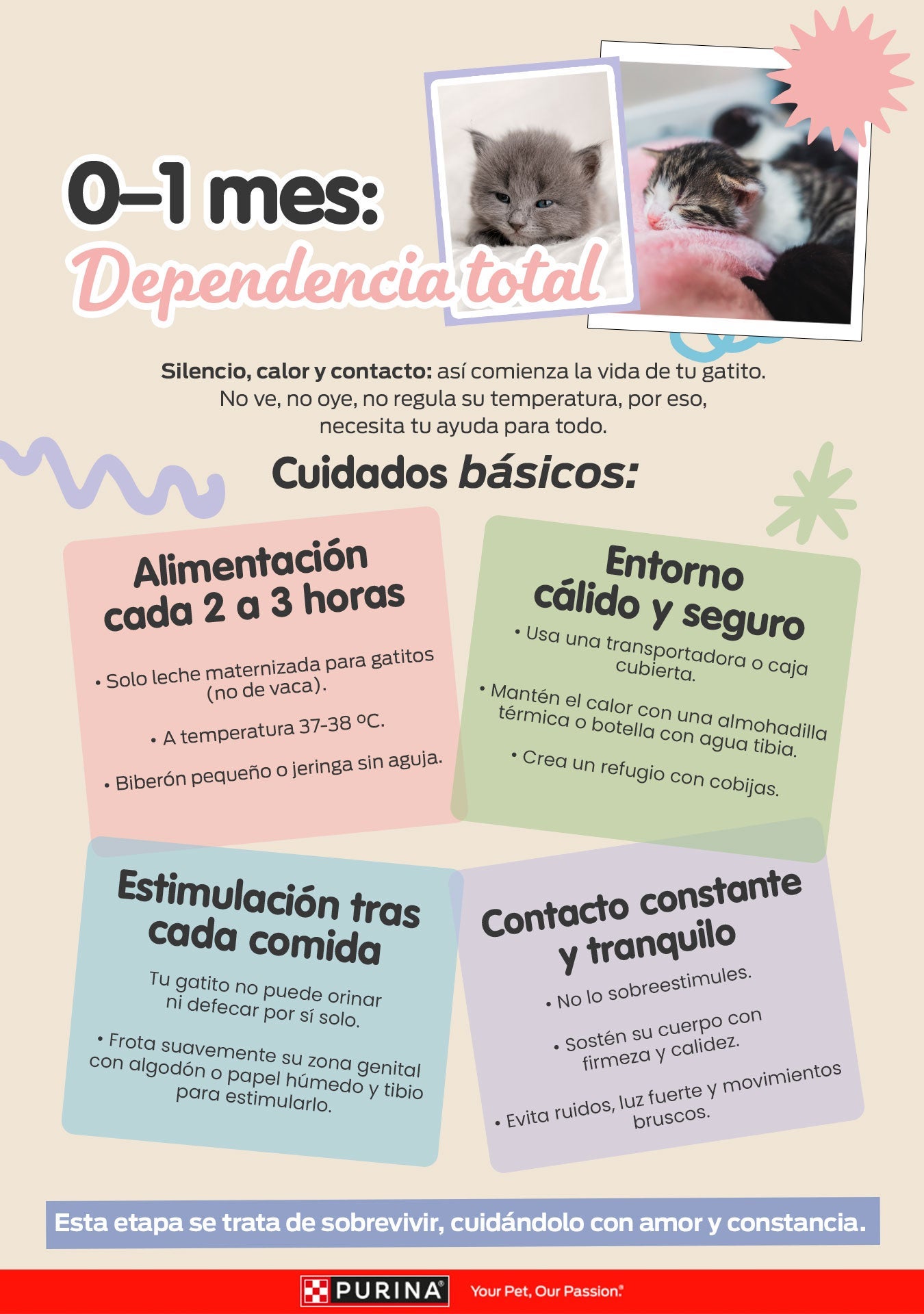 Infografía 0-1 mes, dependencia total: cuidados básicos del gatito recién nacido en alimentación, entorno, estimulación y contacto.