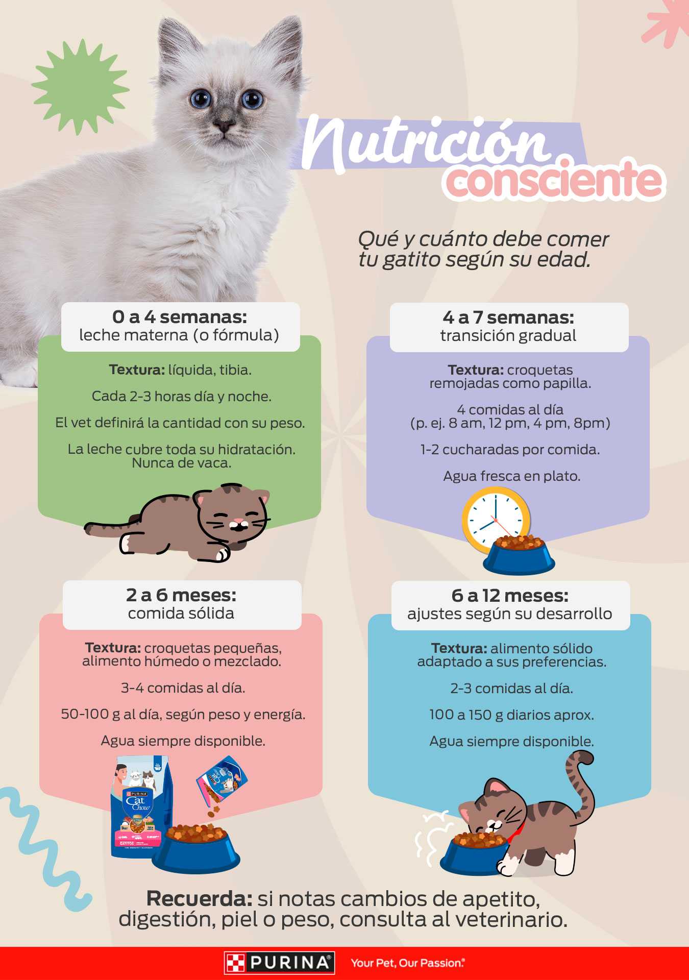 Infografía Nutrición consciente: qué y cuánto debe comer tu gatito según su edad, de la leche materna a los 12 meses.