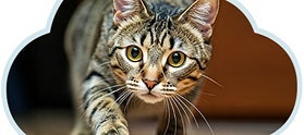 Gatito jugando a acechar para lograr afinar sus sentidos.
