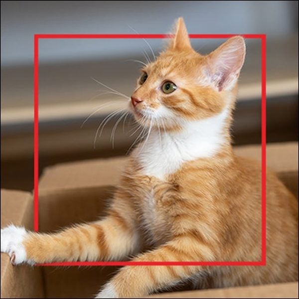 Gatito naranja asomado en una caja de cartón