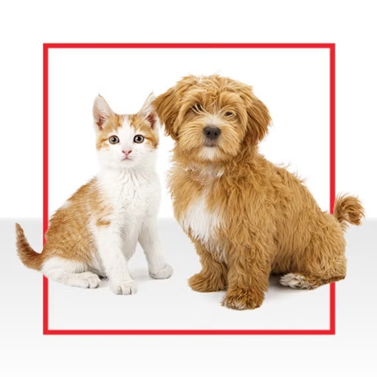 Gatito y perrito sentados juntos