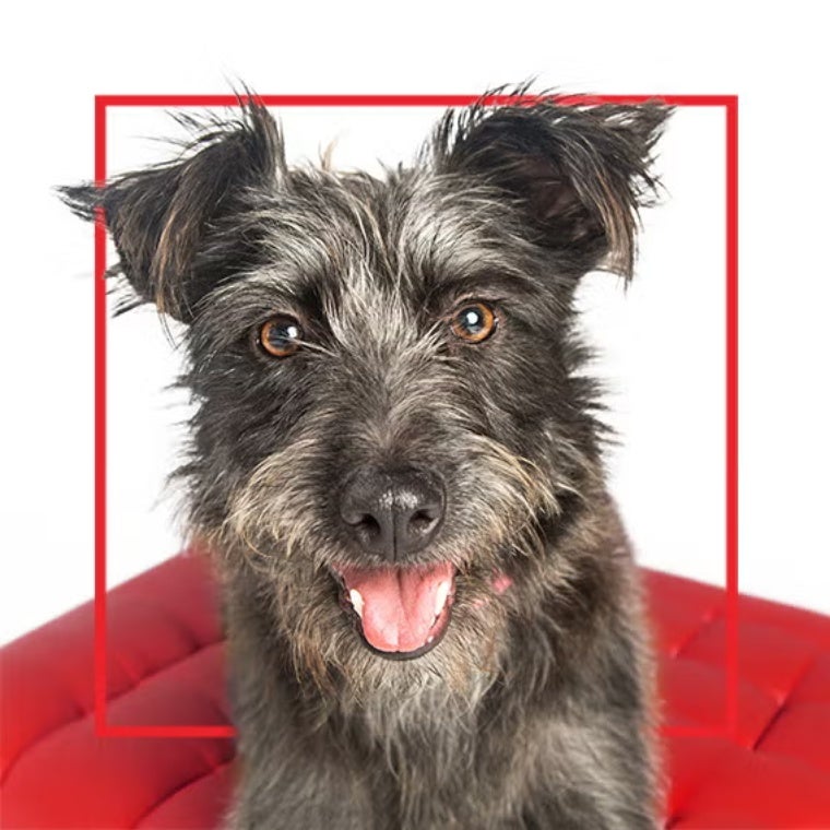 Perro mestizo sonriendo sobre un cojín rojo