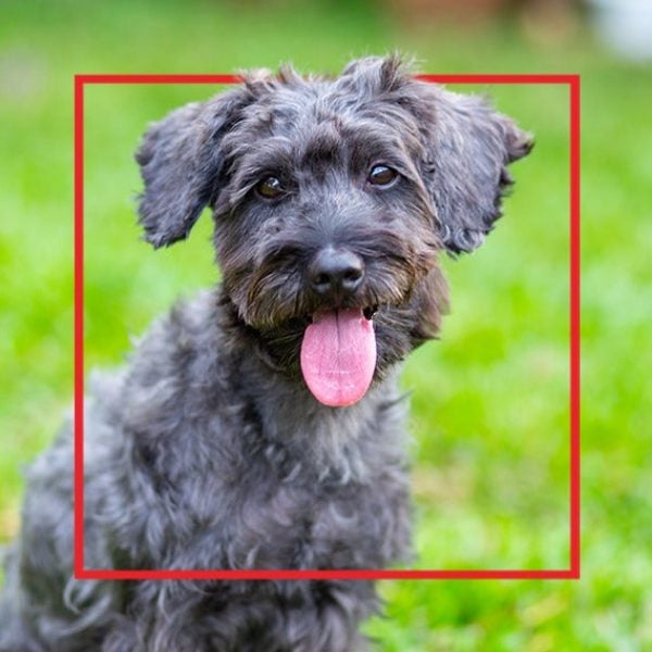 Perro de pelo negro rizado con la lengua afuera en el pasto