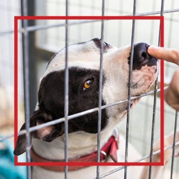 Perro detrás de la reja de un refugio recibiendo una caricia
