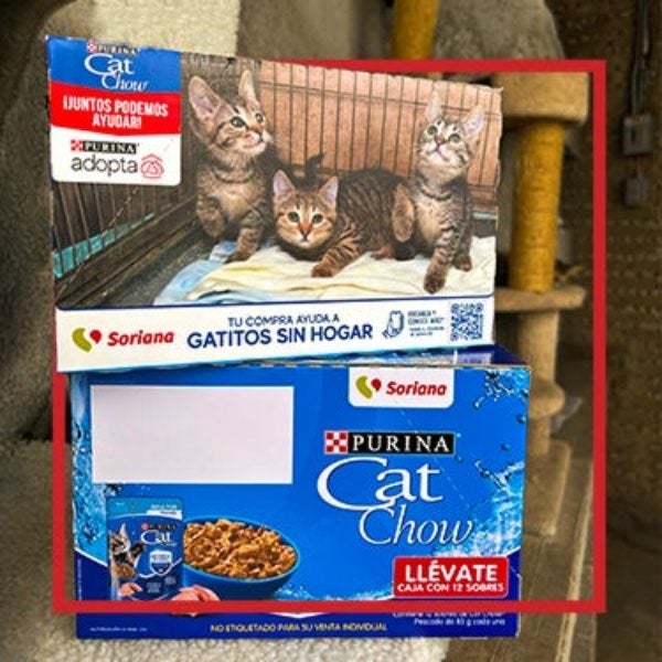 Gatitos de un refugio junto a cajas de alimento donado