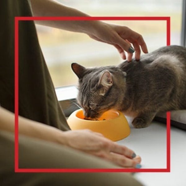 Gato gris comiendo de su plato mientras lo acarician