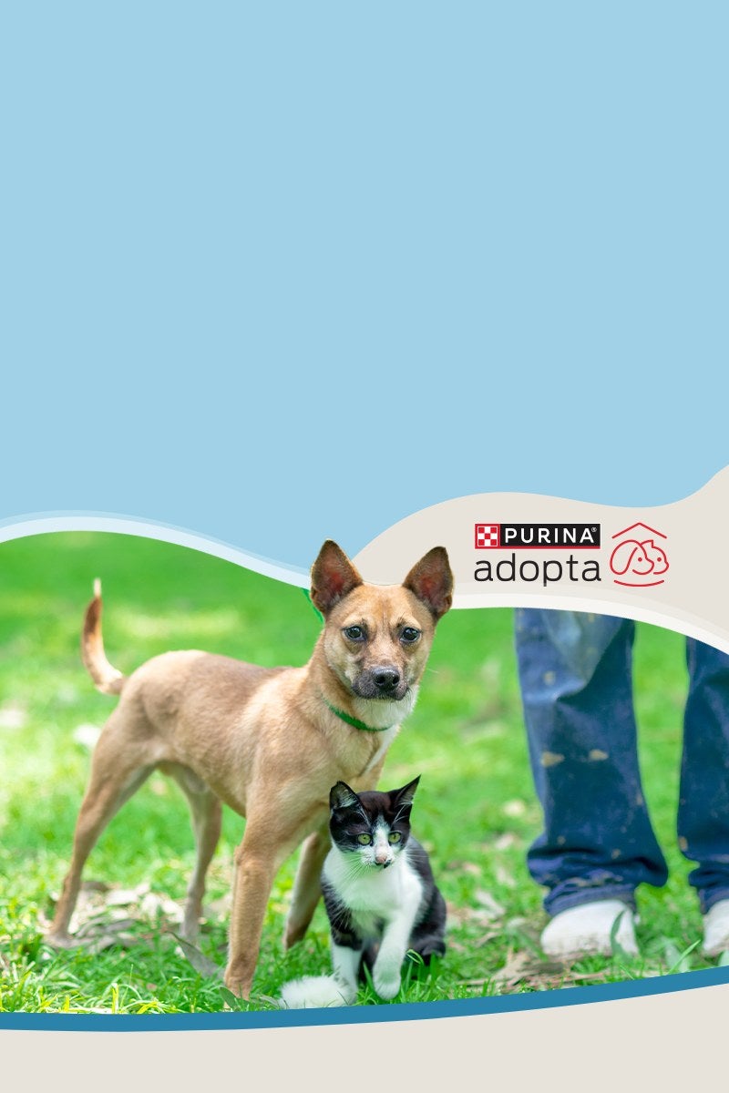 Perro y gato junto a una persona en el pasto, con el logo de Purina® Adopta