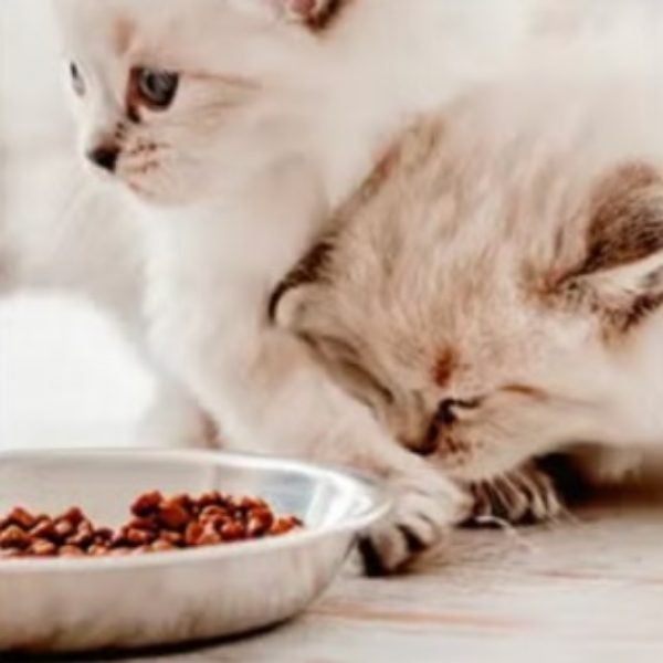Gatitos comiendo croquetas de un plato