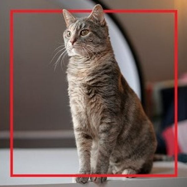 Gato atigrado sentado en casa