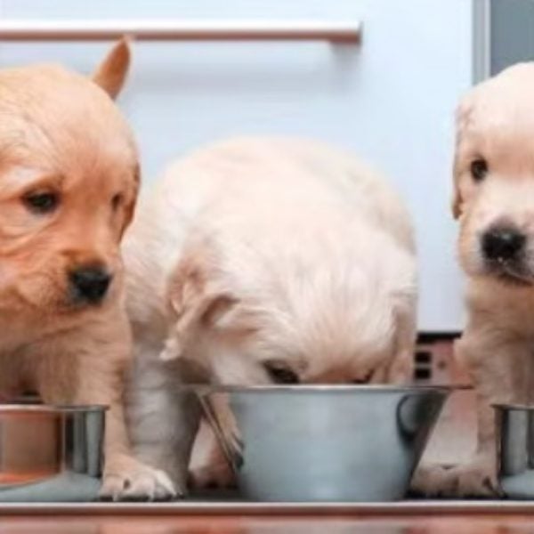 Cachorros comiendo de sus platos