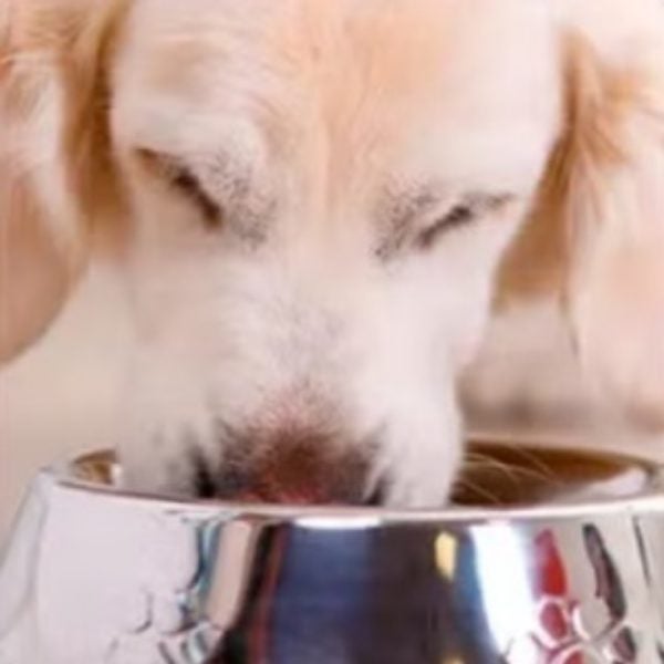 Perro comiendo de su plato