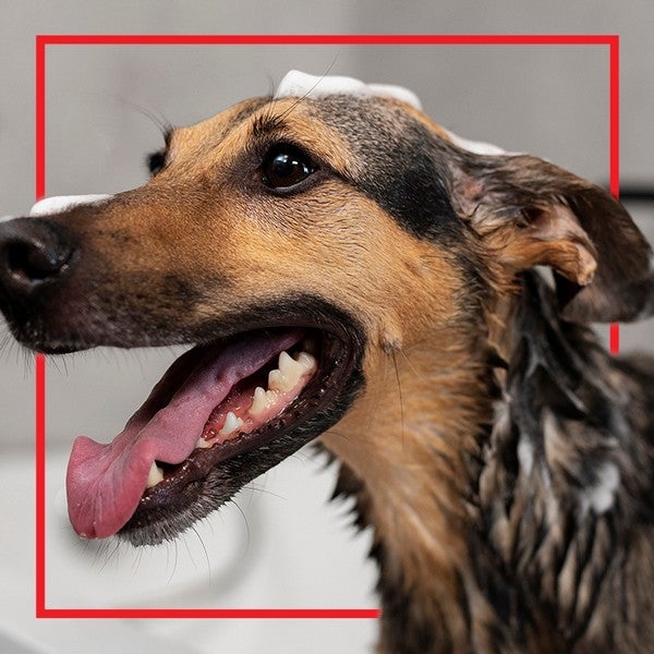 Perro mestizo con la lengua afuera