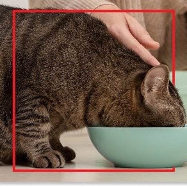 Gato atigrado comiendo de su plato