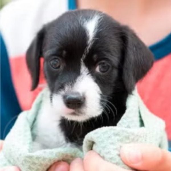 Cachorro blanco con negro envuelto en una toalla