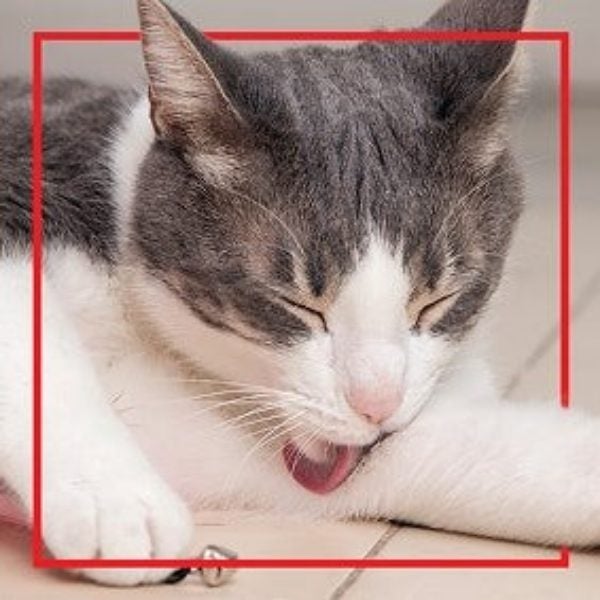 Gato blanco con gris acicalándose