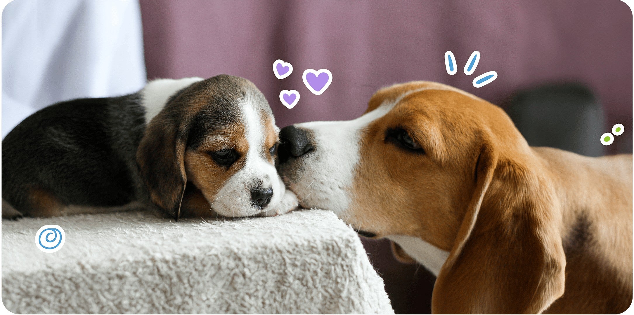 Cachorro beagle recostado sobre una manta mientras un beagle adulto lo olfatea