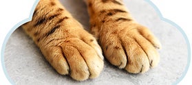 Manitas de gato amasando como señal de seguridad.