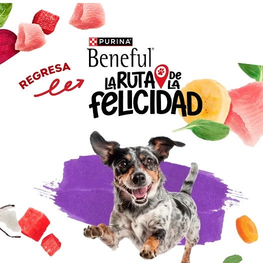 Perro feliz saltando entre ingredientes frescos junto al logo de Purina® Beneful® Regresa La Ruta de la Felicidad