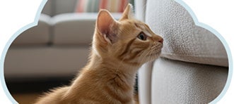 Gatito curioso explorando cambios en la casa, relacionado con su salud y bienestar.