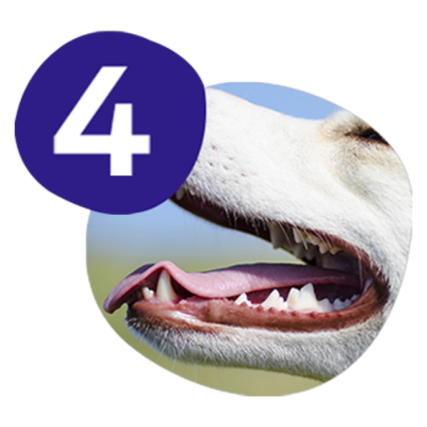 Alt Placeholder