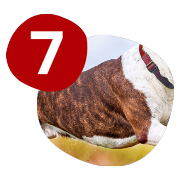 Alt Placeholder