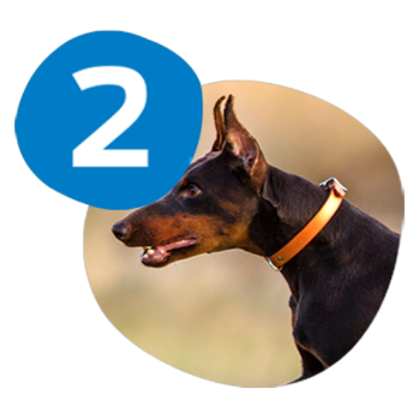 Alt Placeholder