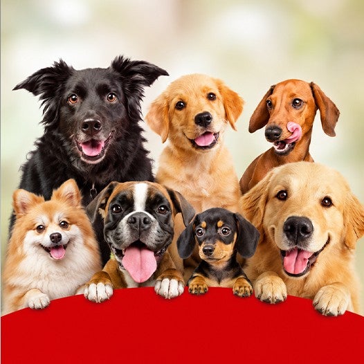 Grupo de perros felices de distintas razas asomados sobre una mesa roja