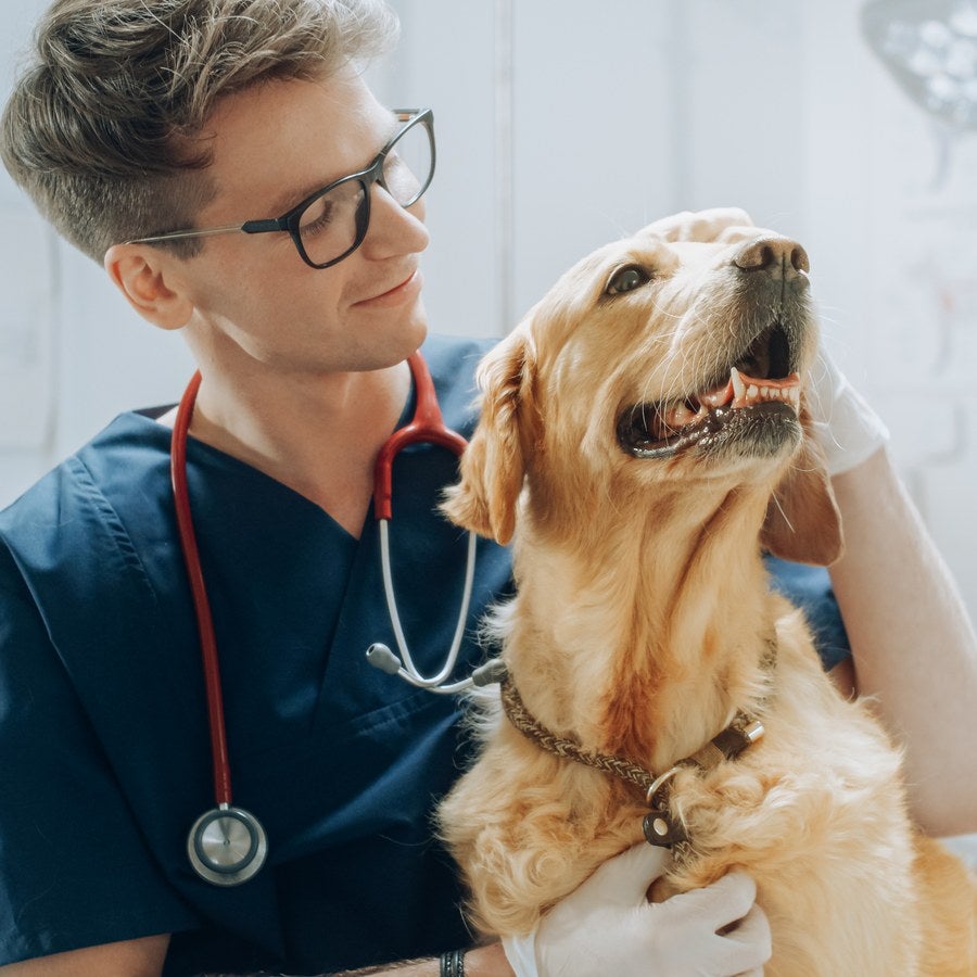 Veterinario revisando a un perro golden
