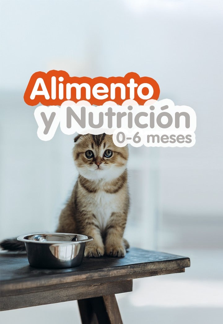 Gatito atigrado sentado junto a un plato de metal con el texto Alimento y Nutrición 0-6 meses