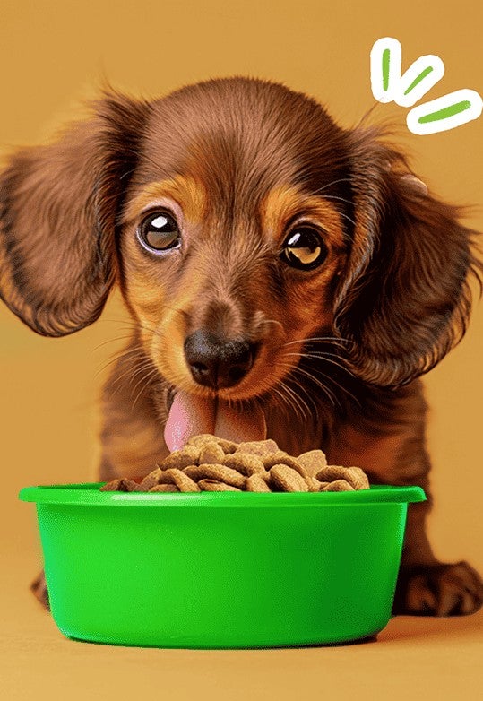 Cachorro dachshund junto a un plato verde con croquetas