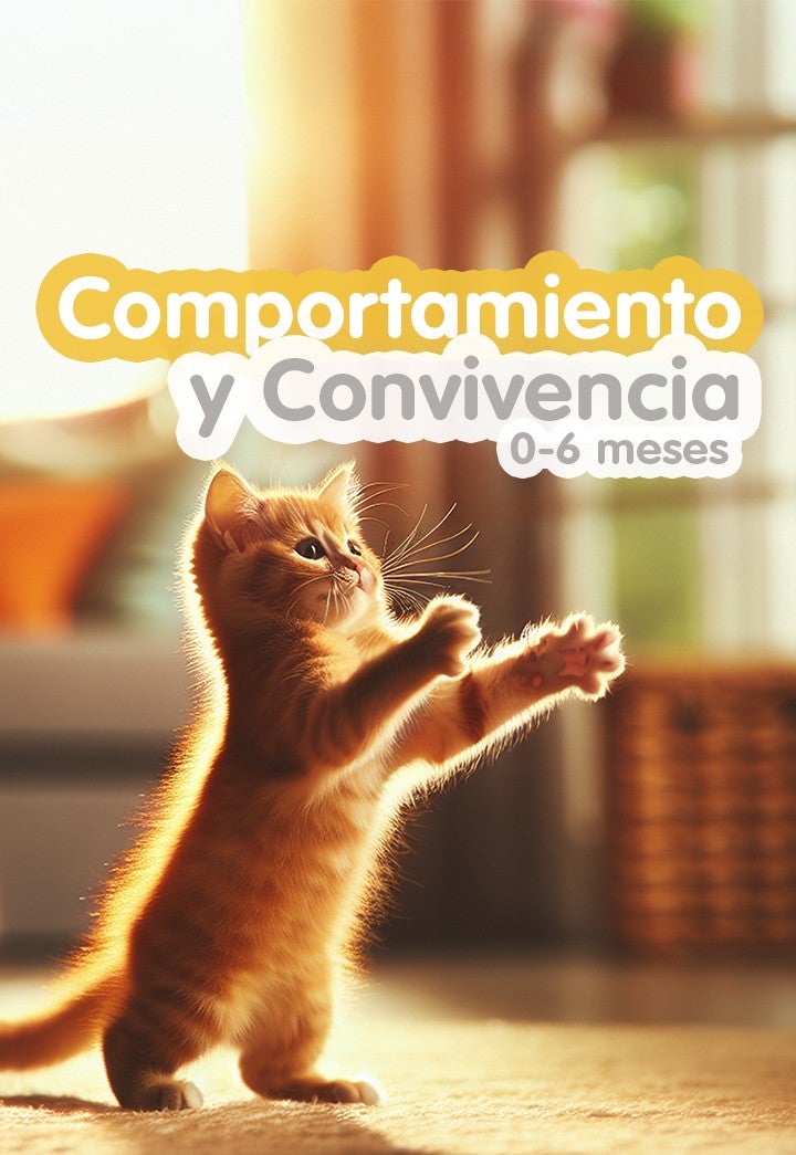 Gatito naranja jugando con el texto Comportamiento y Convivencia 0-6 meses