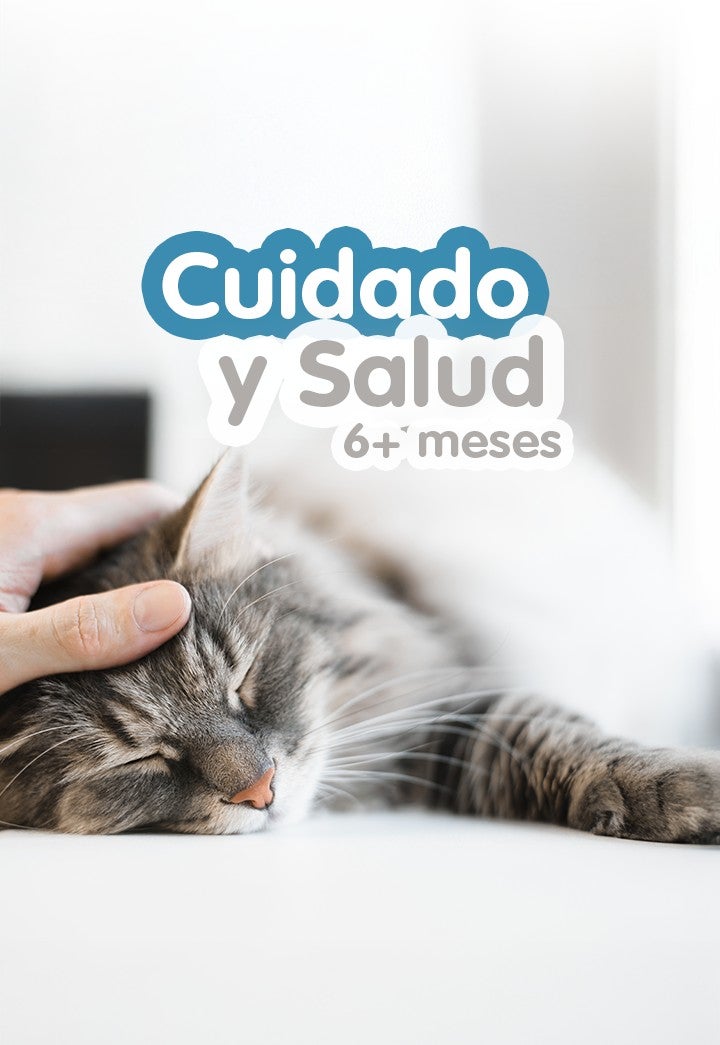 Gato recibiendo caricias con el texto Cuidado y Salud 6+ meses