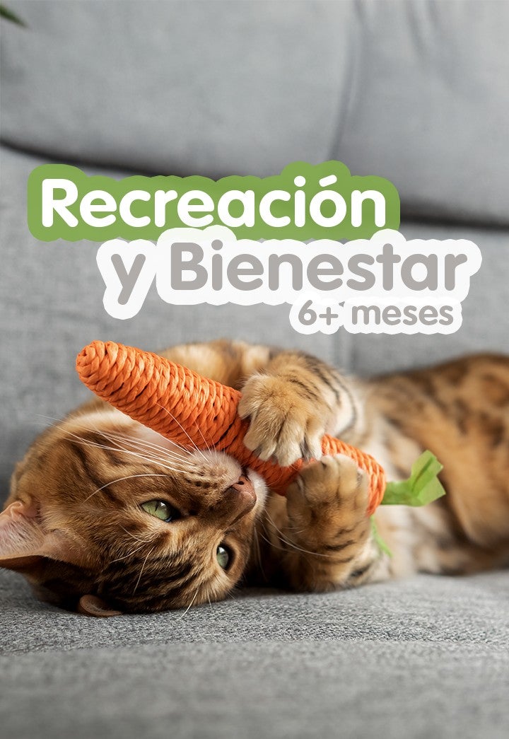 Gato jugando con una zanahoria de juguete con el texto Recreación y Bienestar 6+ meses