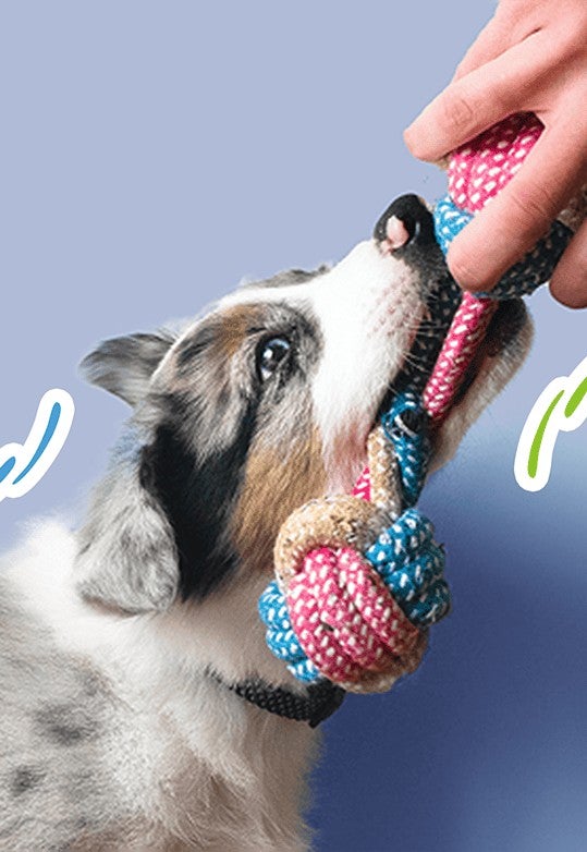 Cachorro jugando con una cuerda