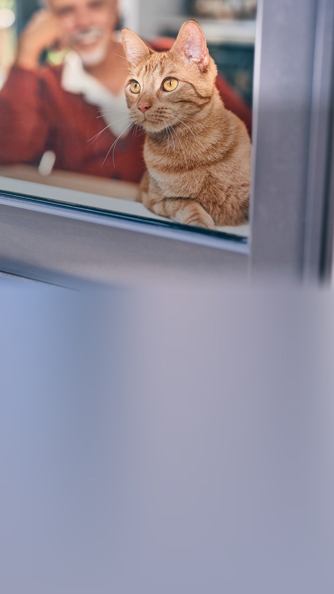 Gato naranja mirando por la ventana con su tutor detrás